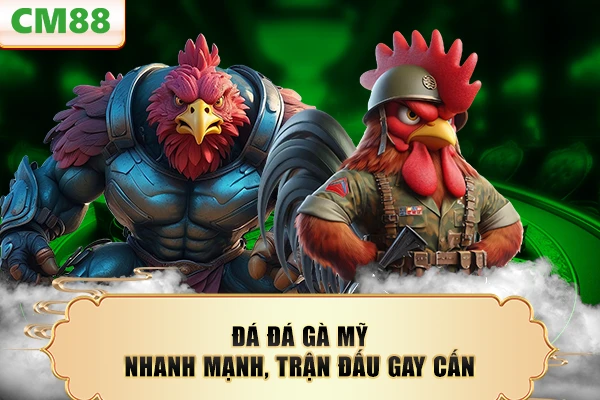 Đá đá gà Mỹ nhanh mạnh, trận đấu gay cấn