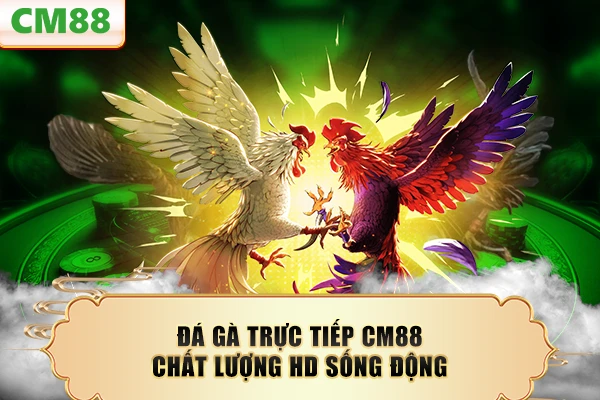 Đá gà trực tiếp CM88 chất lượng HD sống động