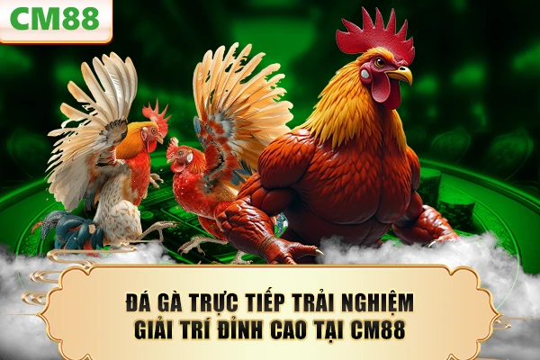Đá Gà Trực Tiếp - Trải Nghiệm Giải Trí Đỉnh Cao Tại CM88