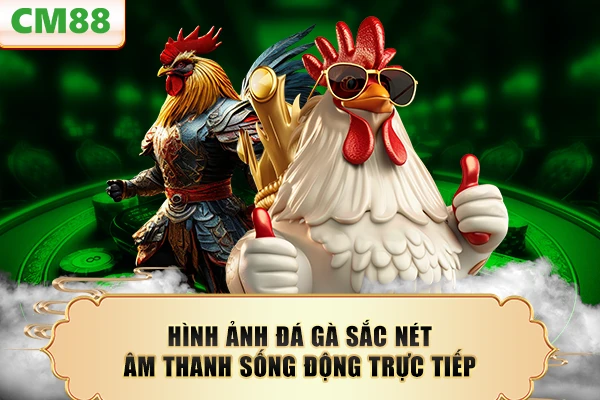 Hình ảnh đá gà sắc nét âm thanh sống động trực tiếp