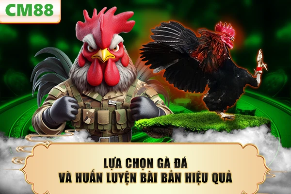 Lựa chọn gà đá và huấn luyện bài bản hiệu quả
