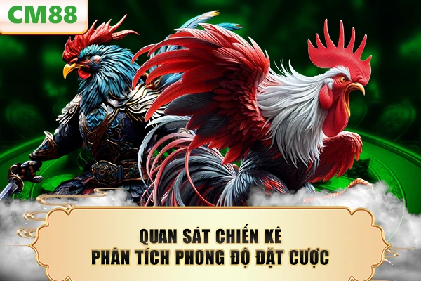 Quan sát chiến kê phân tích phong độ đặt cược
