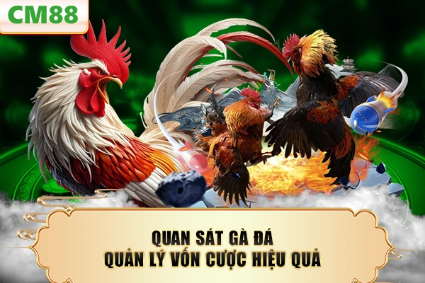 Quan sát gà đá quản lý vốn cược hiệu quả