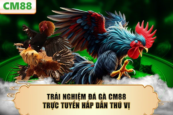 Trải nghiệm đá gà CM88 trực tuyến hấp dẫn thú vị